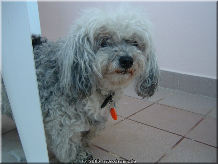 Findus (RIP)